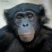 Bonobo 060310_6
